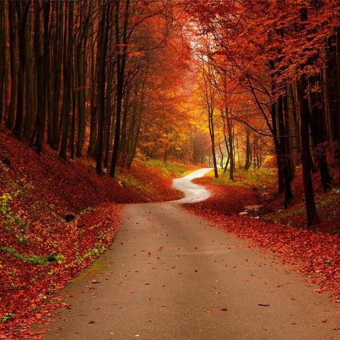 An unpaved road with Trees close on both side, in fall colors. leaves litter the ground on either side.